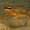 Colek obecny - Triturus vulgaris - Smooth Newt 1092